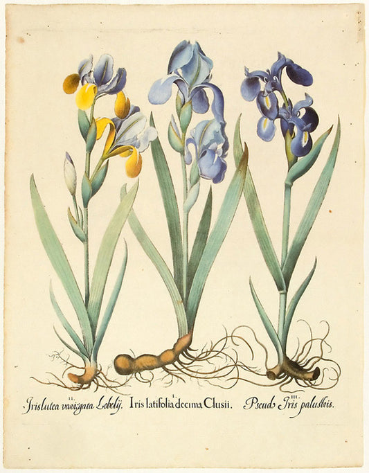 Basilius Besler Iris Latifolia Decima Clusii