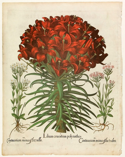 Basilius Besler - Lilium crucntum polyanthos