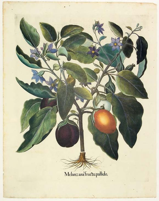 Basilius Besler - Melanzana fructupallido