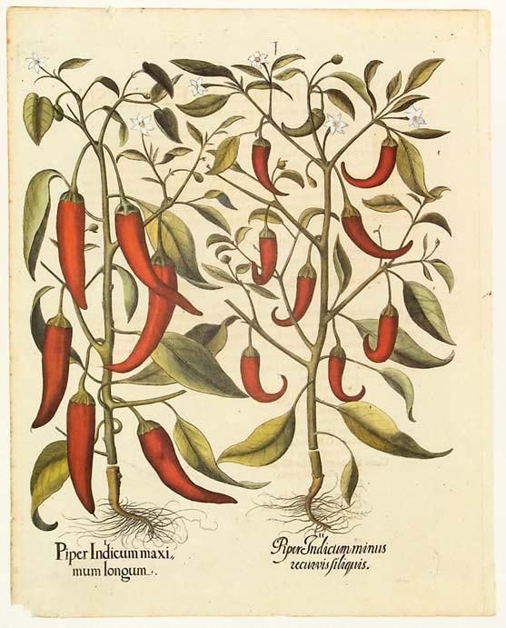 Basilius Besler - Piper Indicum maximum longum