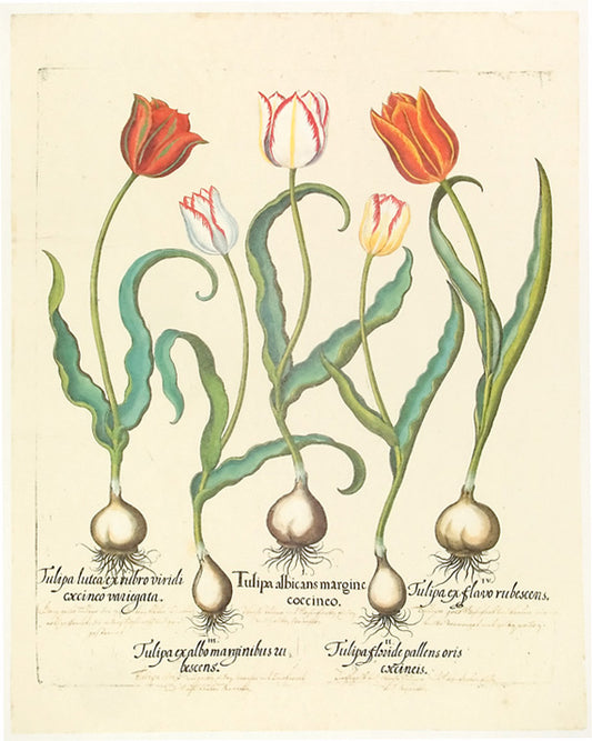 Basilius Besler - Tulipa albicans margine coccineo