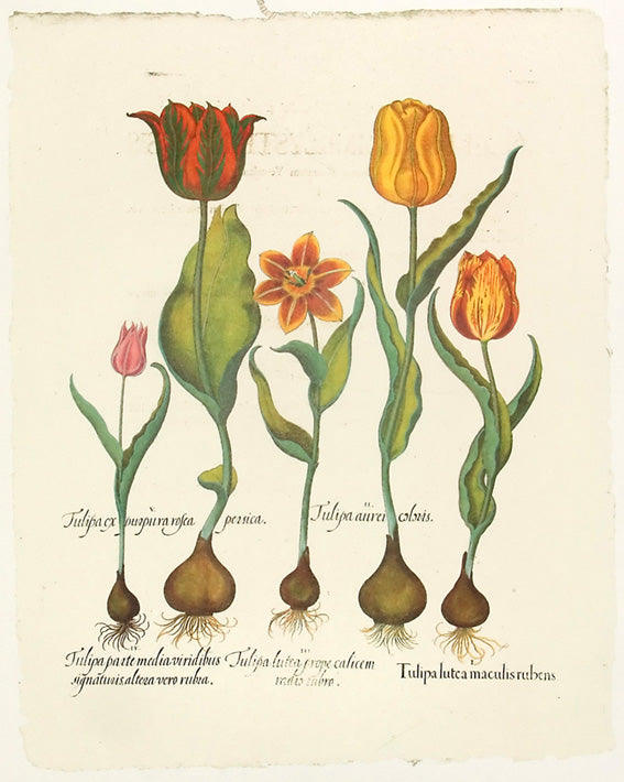 Basilius Besler - Tulipa lutea maculis rubens