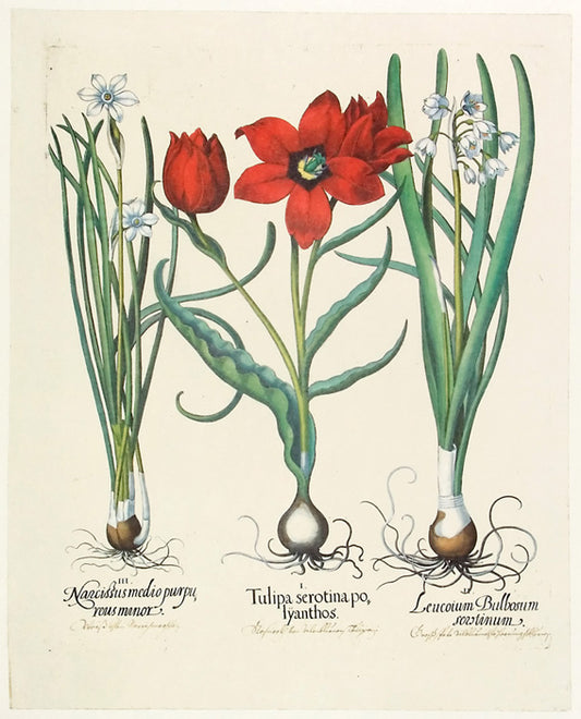 Basilius Besler - Tulipa serotina polyanthos