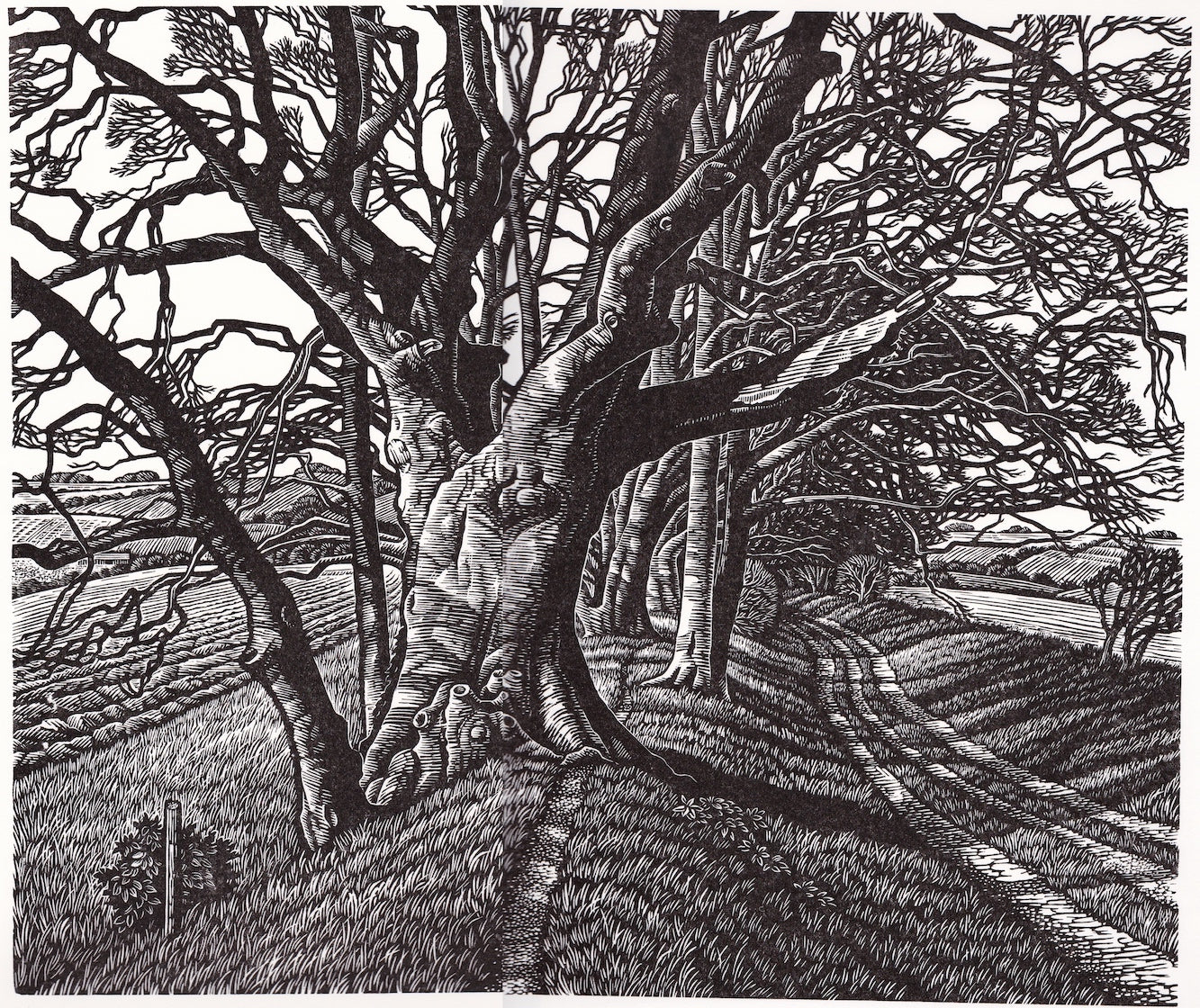 Howard Phipps original Linocut - Beech Tree Cloister