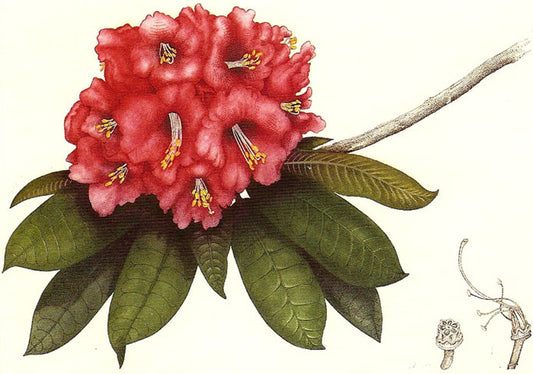 Bryan Poole - Rhododendron - Rhododendron Britannia