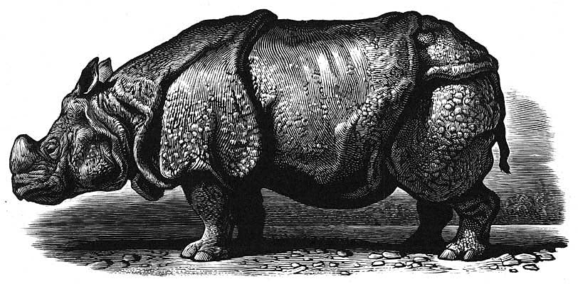 Chris Wormell - Indian Rhinoceros