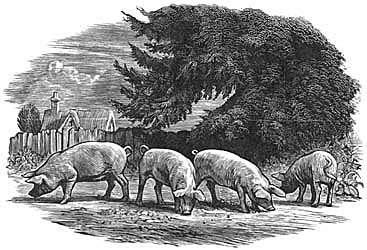 Chris Wormell - Pigs and Yew Tree