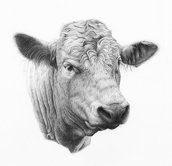 Clive Meredith - Charolais Bull