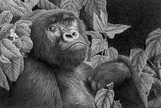 Clive Meredith - Mountain Gorilla