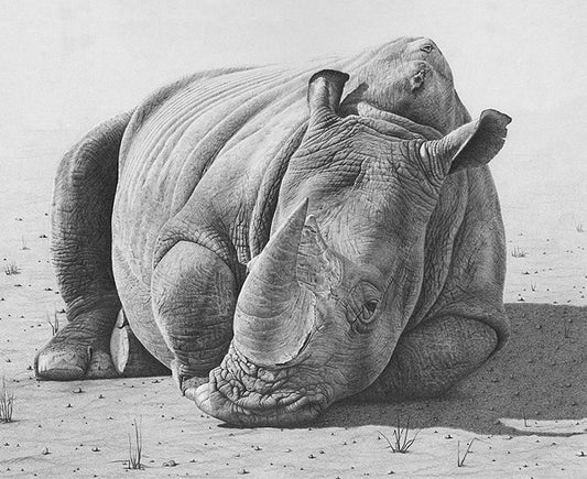 Clive Meredith - White Rhino