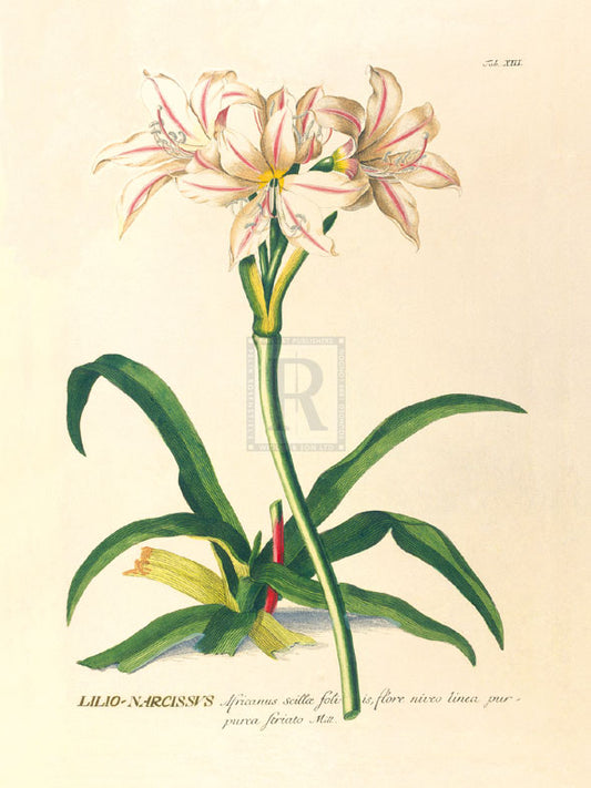 Georg Dionys Ehret - Lilio-Narcissus