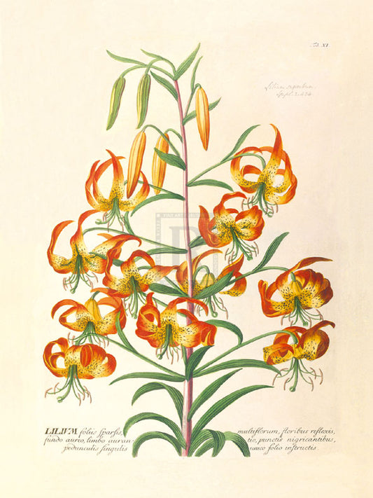 Georg Dionys Ehret - Lilium