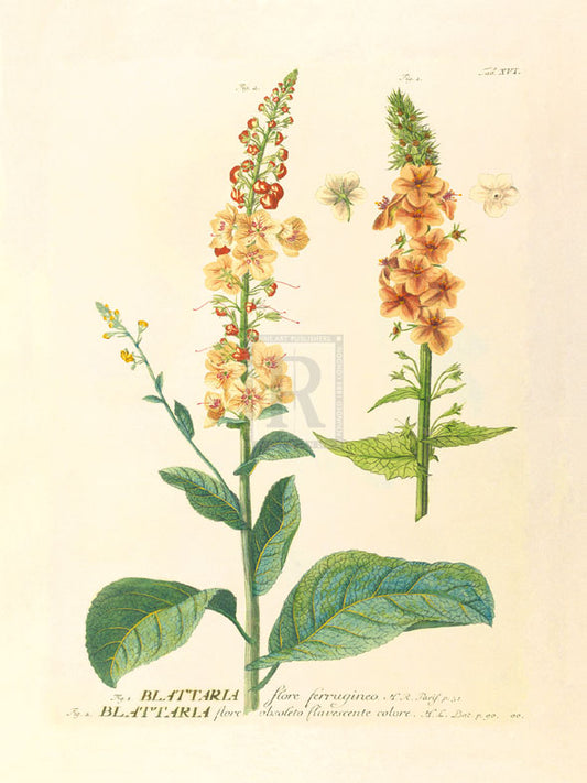 Georg Dionys Ehret - Blattaria