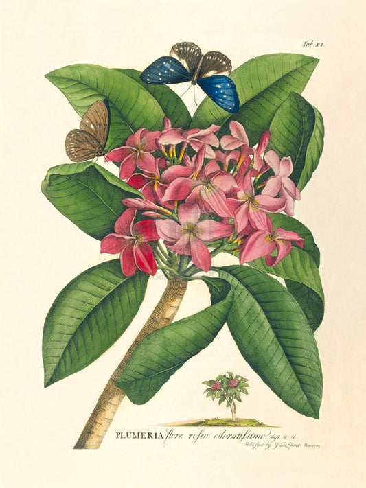 Georg Dionys Ehret - Plumeria