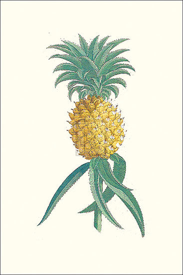 Georg Dionys Ehret - Ananas