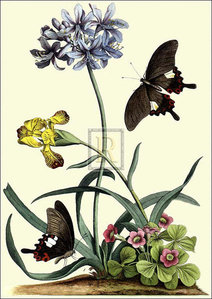 Georg Dionys Ehret - Polianthius, Oxalis and Iris