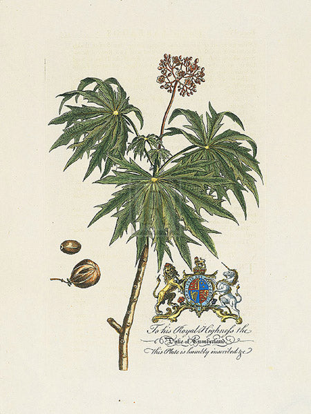 Georg Dionys Ehret - The Duke Of Cumberland Botanical