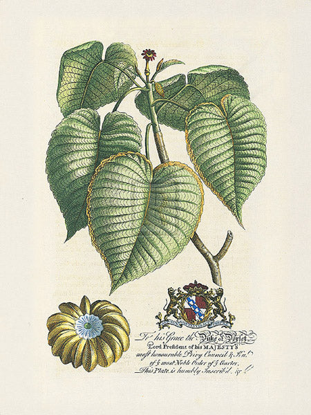Georg Dionys Ehret - The Duke Of Dorset Botanical