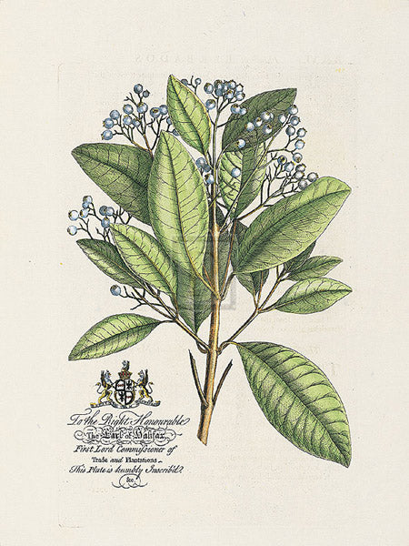 Georg Dionys Ehret - The Earl Of Halifax Botanical