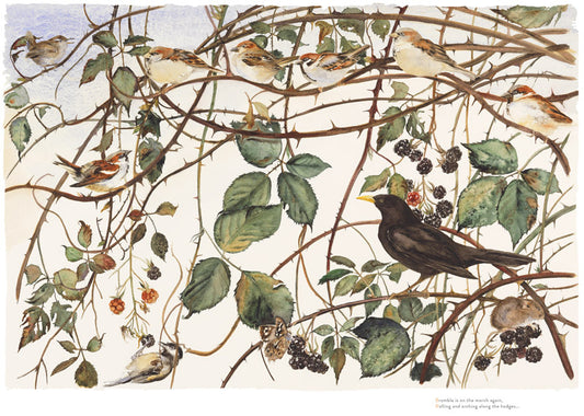 Jackie Morris and Robert MacFarlane - The Lost Words - Bramble