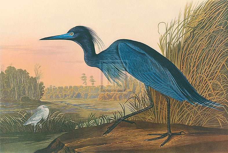 James Audubon - Blue Crane