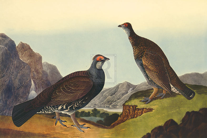 James Audubon - Long - Tailed or Dusky Grouse