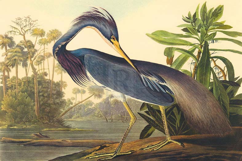 James Audubon - Louisiana Heron