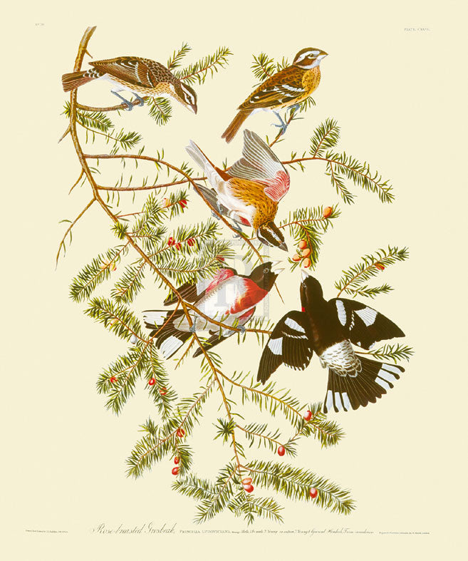 James Audubon - Rose-Brested Grosbeak