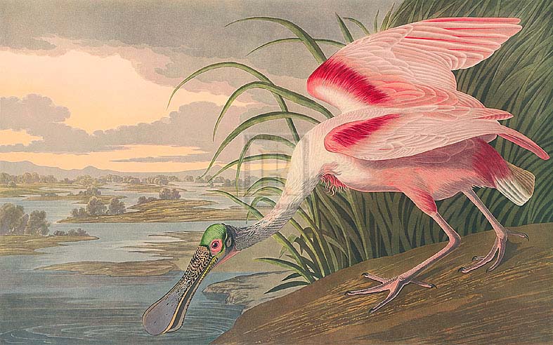 James Audubon - Roseate Spoonbill