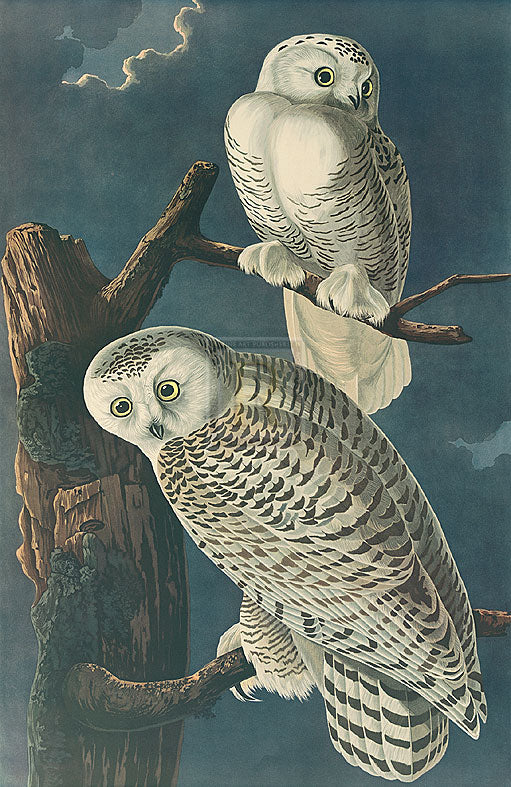 James Audubon - Snowy Owl