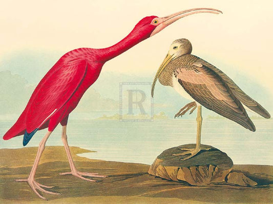 James Audubon - The Scarlet Ibis