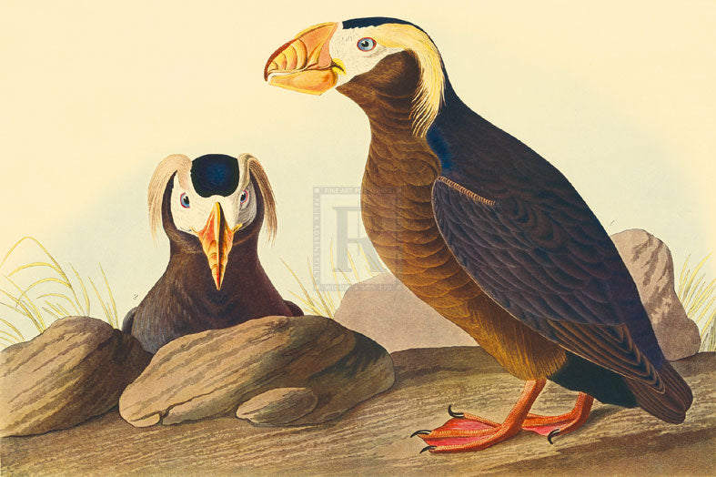 James Audubon - Tufted Auk