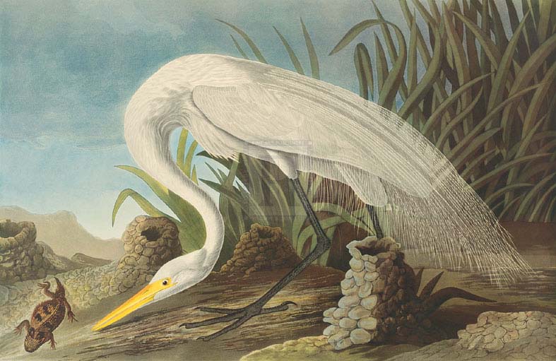 James Audubon - White Heron