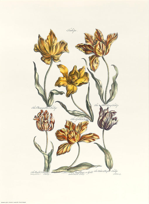 John Hill - Tulips