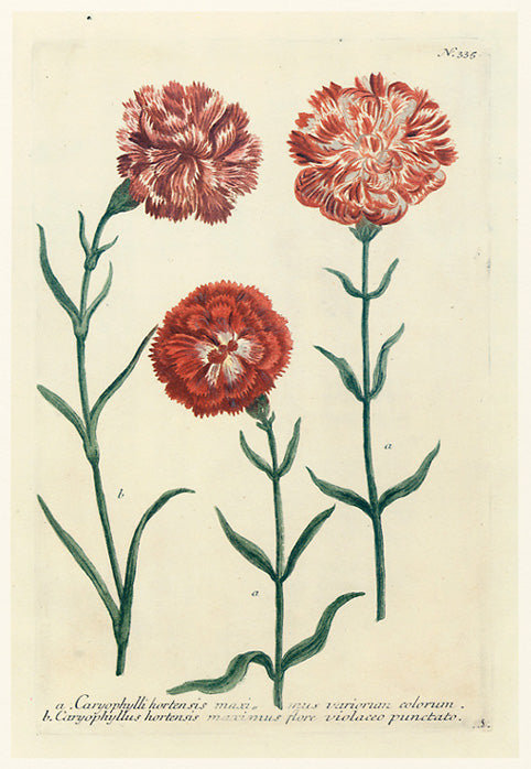 John Weinmann - Caryophylli hortensis maxi mus variorum colorum