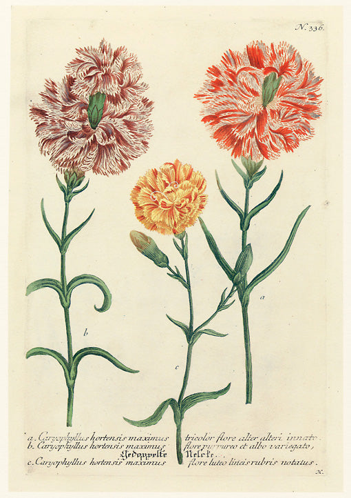 John Weinmann - Caryophyllus hortensis maximus tricolor flore alter alteri innate