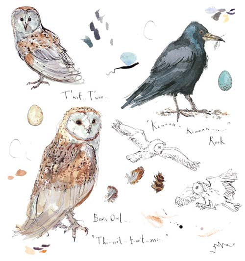 Madeleine Floyd - Barn Owl & Rook