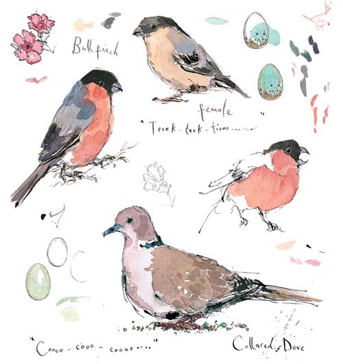 Madeleine Floyd - Bullfinch & Collared Dove