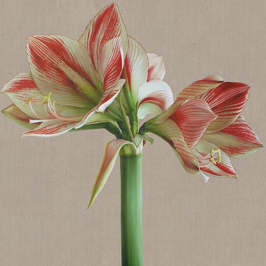 Mia Tarney - Clown Amaryllis