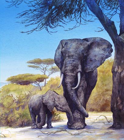 Tudor Humphries - Mother and Calf, Amboseli