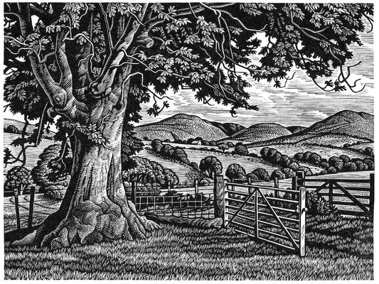 Howard Phipps original wood engraving - Wayside Ash Tree