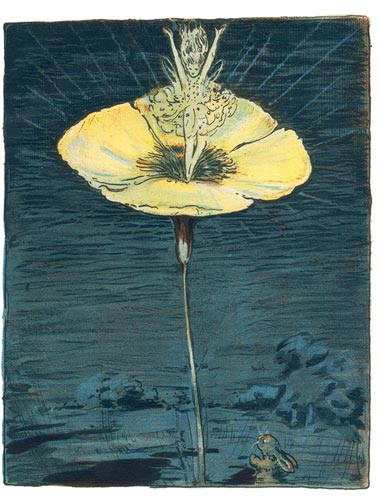 William Nicholson - Fairy Flower